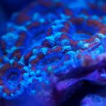 Acanthastrea Coral