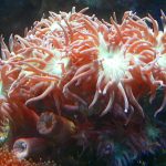 Caring for a Duncan coral