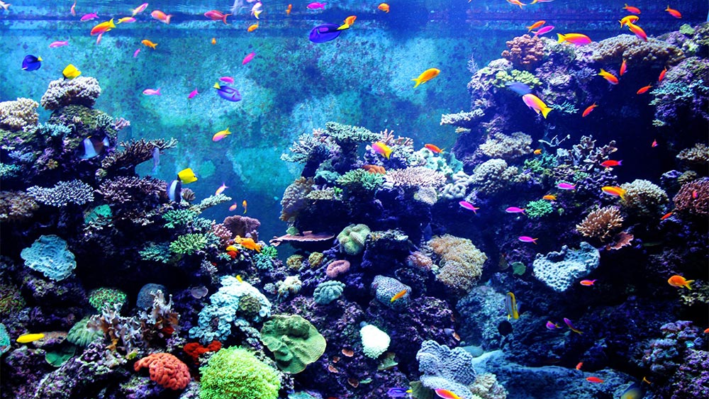 colorful reef tank