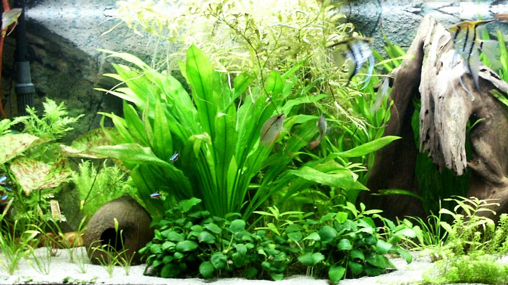 How To Plant Aquarium Plants In Gravel - Aquarium Gear