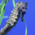 how to care for a dwarf seahorse