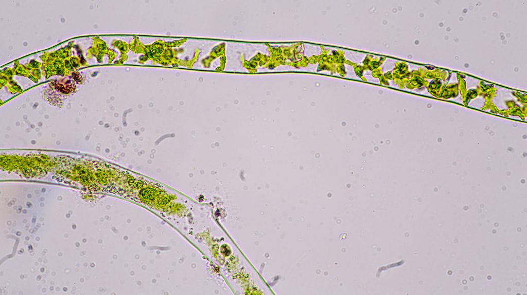 Microalgae vs. Macroalgae