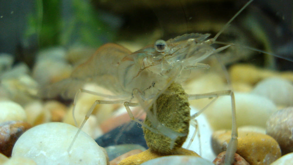 Do Ghost Shrimp Eat Algae