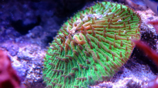 Acclimating Corals In A Marine Tank