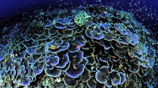 Montipora Coral Care