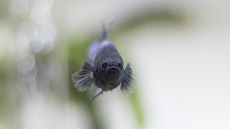 Betta Fish Not Eating? Here’s Why