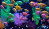 How to tell if a Glofish is Pregnant