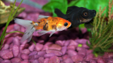 Why Is My Goldfish Turning Black