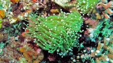 Torch (Caulastrea) Coral Care